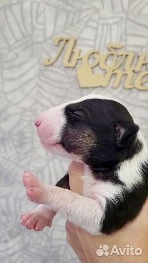 Бультерьер