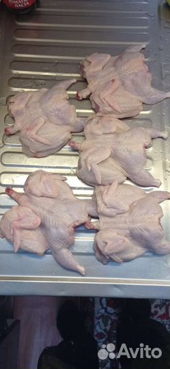 Перепела Техасцы, яйца для инкубации, клетки