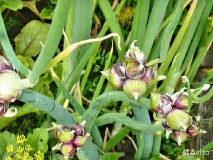 Декоративный аллиум шнитт лук