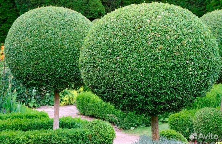 Ива шаровидная (черенок)