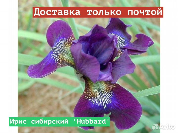 Ирис сибирский Hubbard