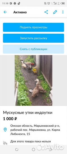 Мускусные утки