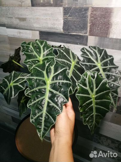 Алоказия полли