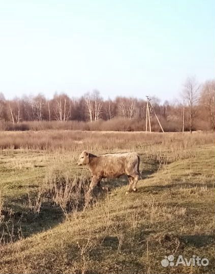 Корова с теленком