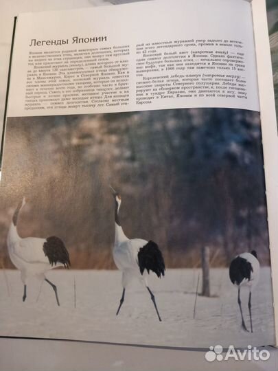 Животный мир островов. М. Стейнманн