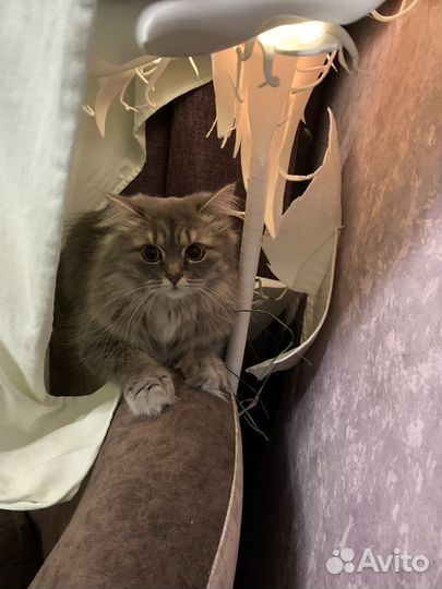 Кошки в добрые руки даром