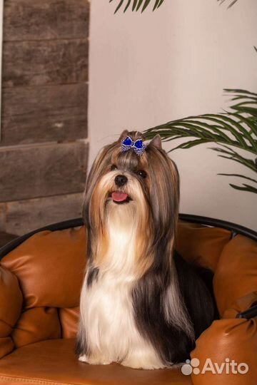 Бивер вязка