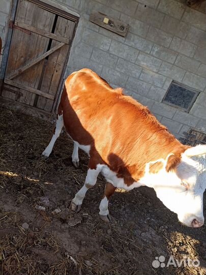 Тёлки 3 головы