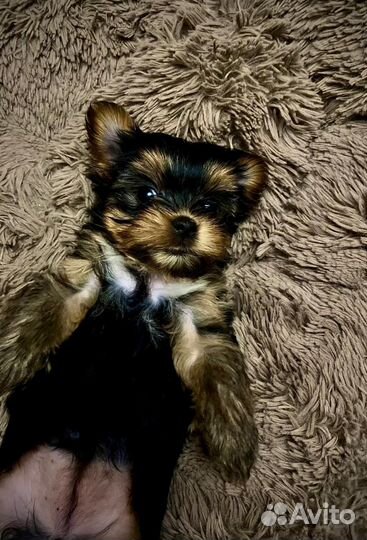 Йоркширский терьер мини