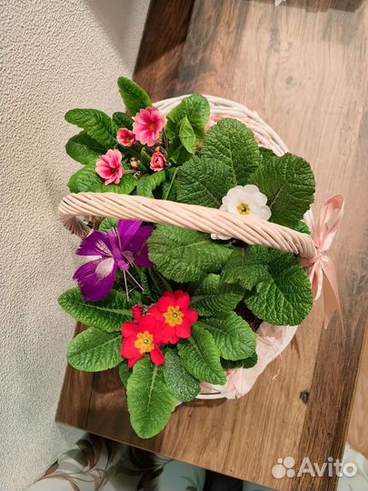 Цветы в кашпо, корзинах