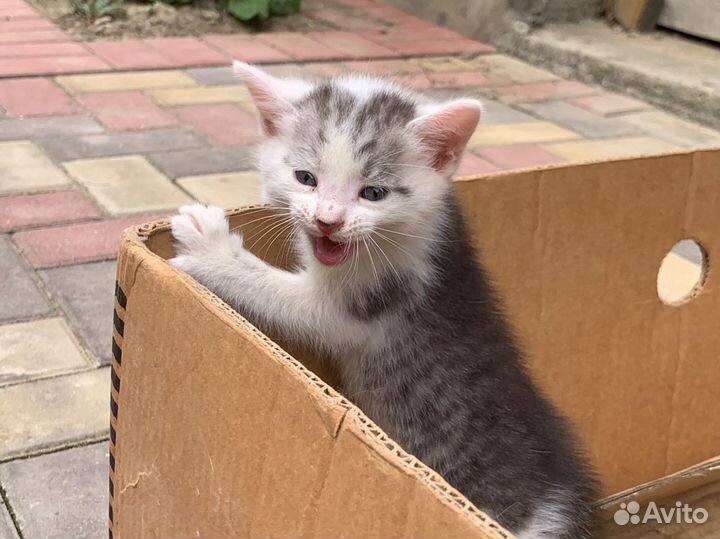 Котята в добрые руки бесплатно