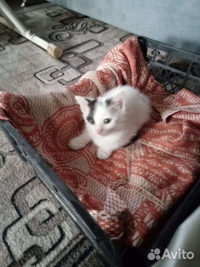 Кошки в добрые руки бесплатно