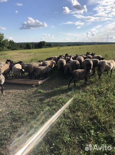 Овцы бараны романовская
