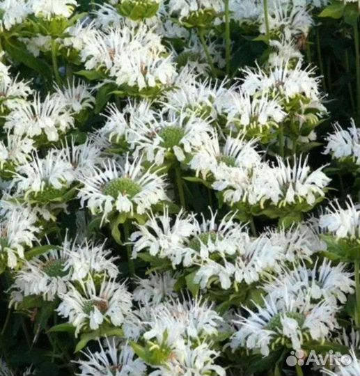 Монарда белая