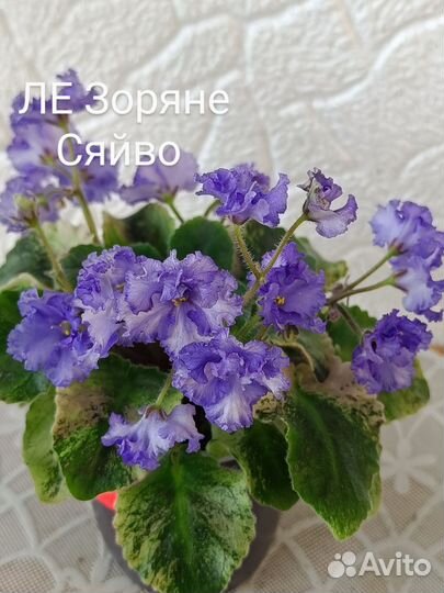 Фиалки
