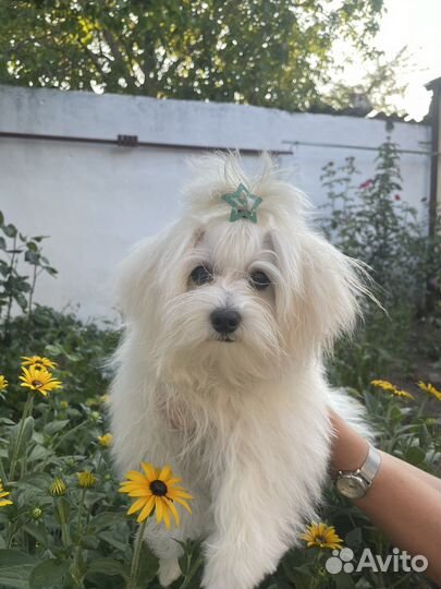 Мальтийские болонки