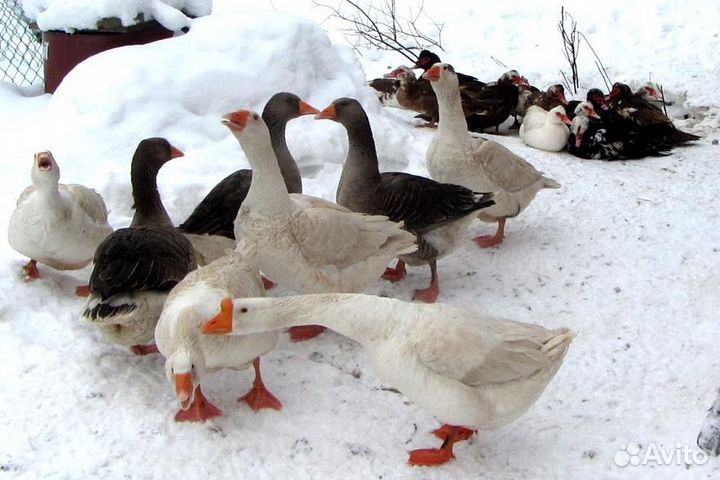 Домашний гусь