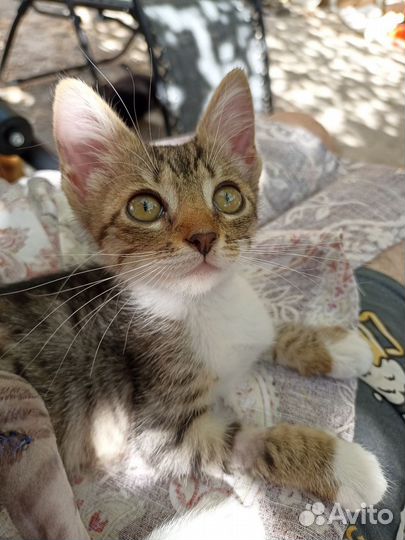 Котёнок Ива