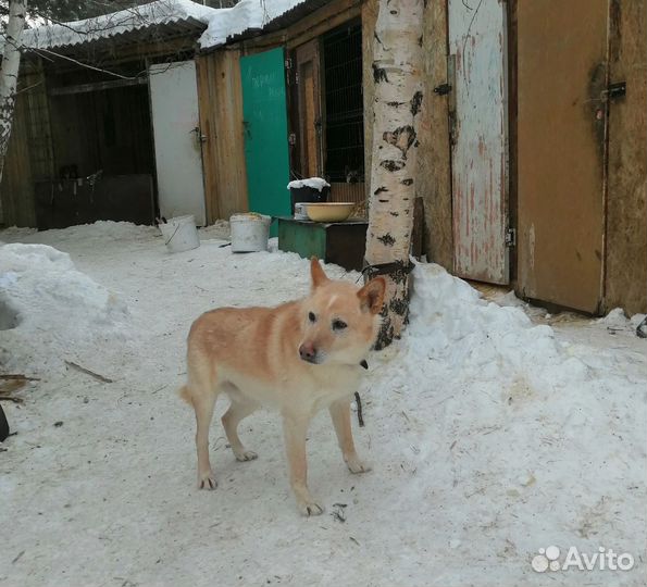 Глухой песик Орлик долго скитался,мечтает о доме