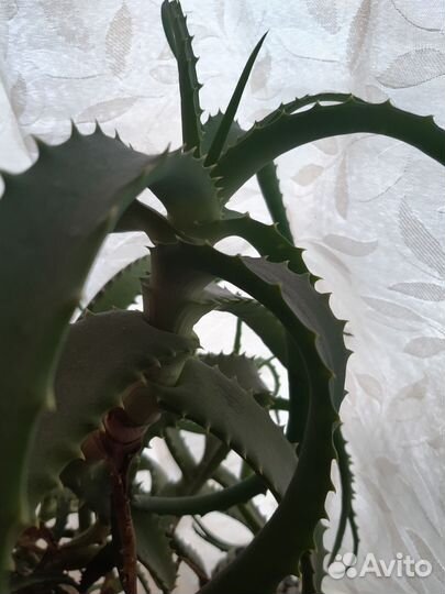 Алоэ столетник лечебный