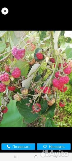 Саженцы малины