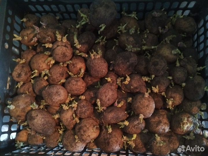 Семена картофеля