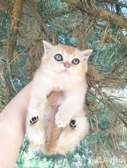 Красавец кот