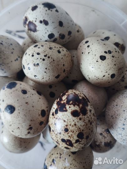 Домашние куриные и перепелиные яйца
