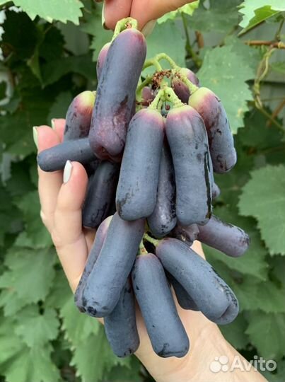 Саженцы и черенки Кишмиш Аватар