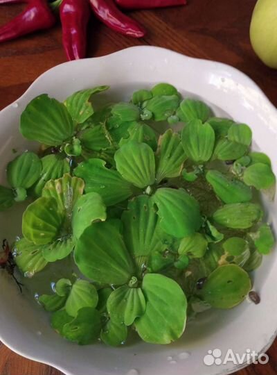 Аквариумные растения, Пистия