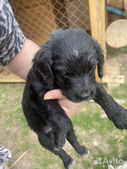 Собаки щенки спаниель