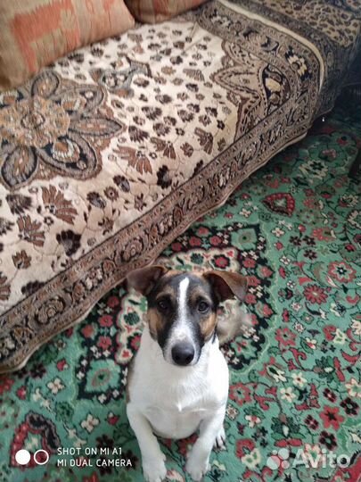 Джек Рассел терьер для вязки