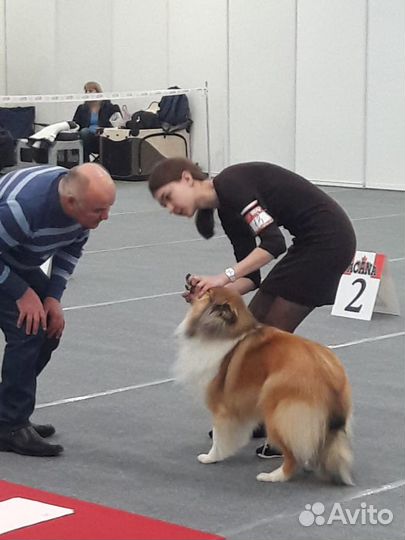 Хендлер, подготовлю вашу собаку к выставке