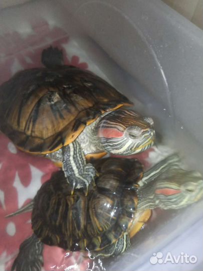 Красноухая черепаха