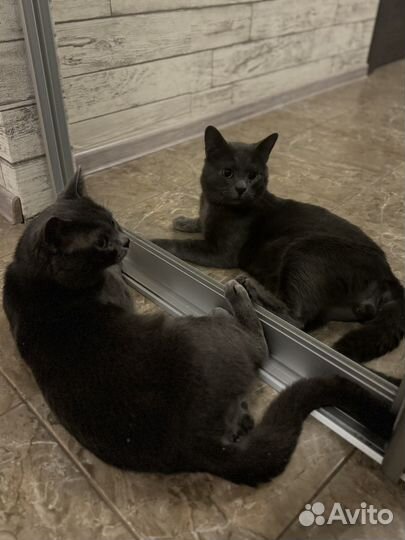Кот в добрые руки