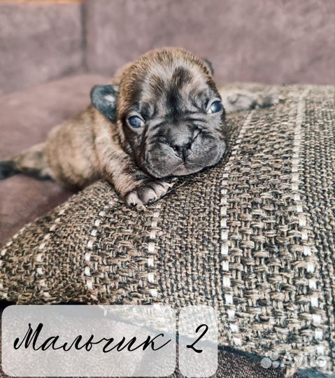 Щенки французского бульдога