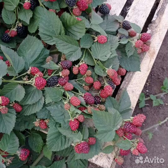 Саженцы ежевики садовой сортовой