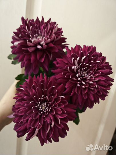 Хризантемы цветущие в горшках