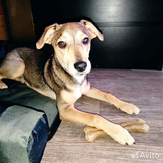 Собака в добрые руки щенок