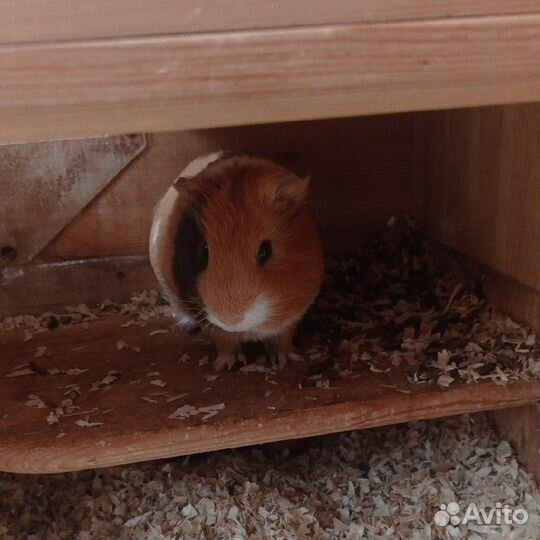 Морские свинки