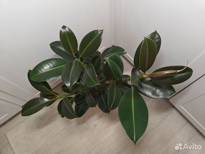 Фикус мелани