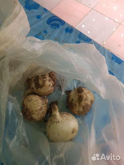 Лук Суворовский Анзур