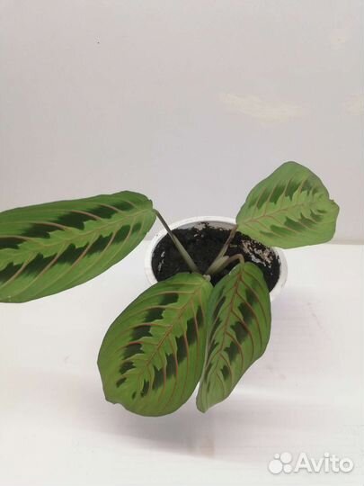 Маранта триколор