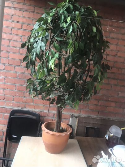 Бенджамина бу