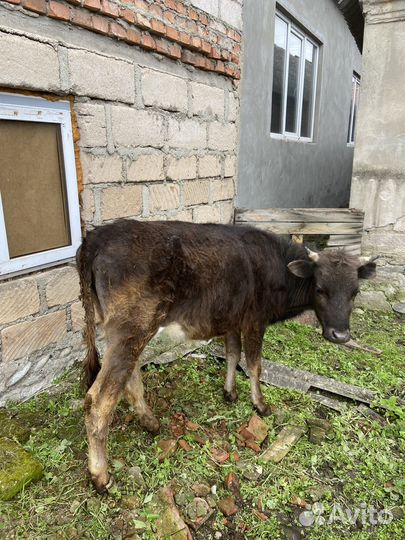 Коровы и телки бычки