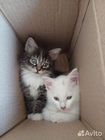 Котята турецкого вана