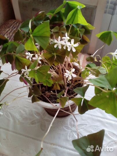 Комнатные цветы - Доброе утро (Оксалис)