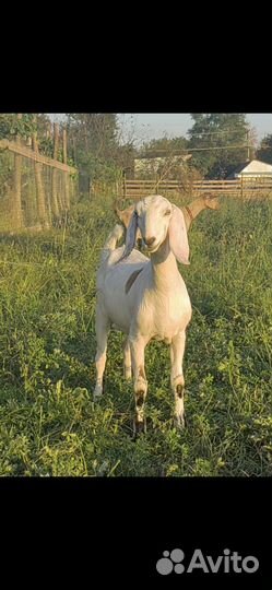 Нубийские козы