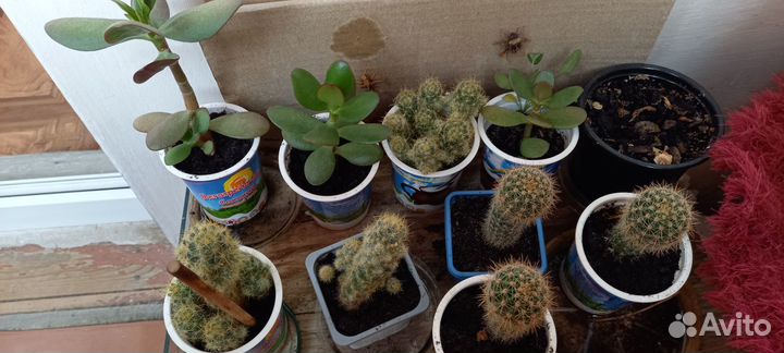 Комнатные растения цветы бесплатно