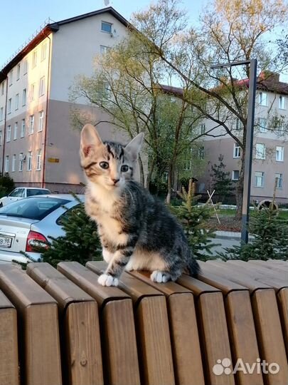 Отдаю котят